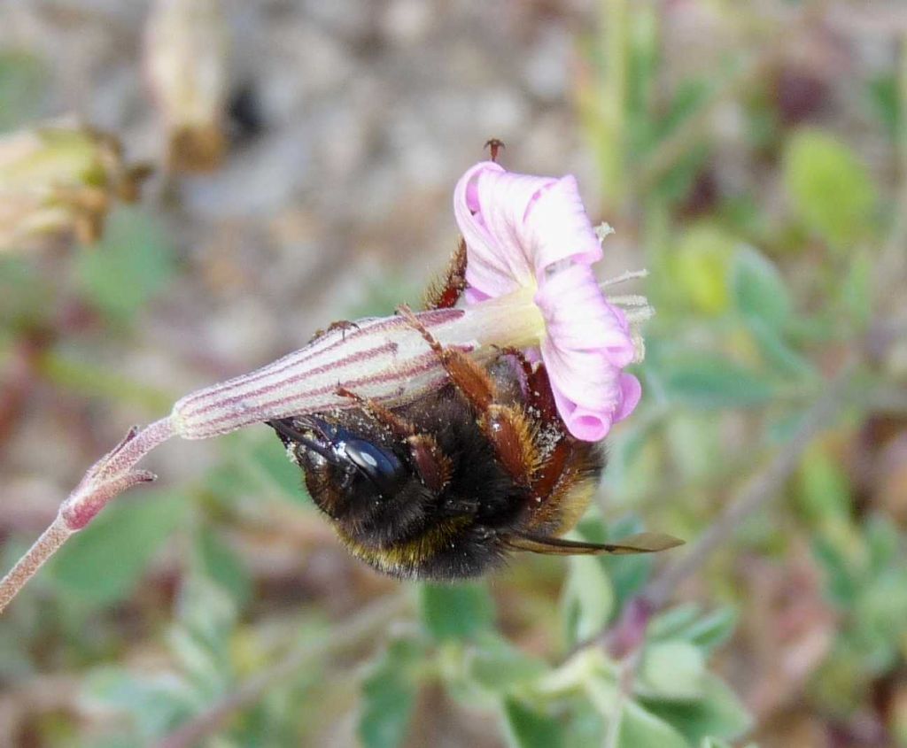 Cosa mangia questa formica? ... Lecca il nettare